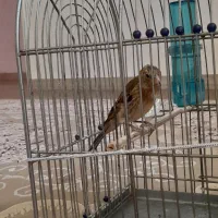 جوجه سهره قناری