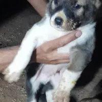 سگ نژاد دار