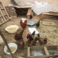 اردک نر و ماده خروس