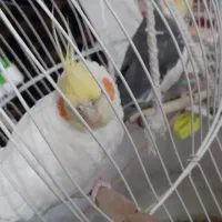 دو عدد عروس هلندی نر (سخنگو)