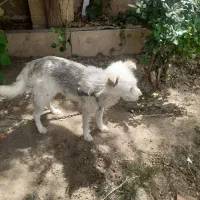 فروش سک خونگی