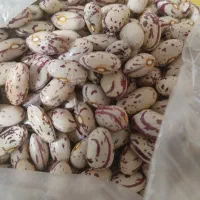 لوبیا چیتی اردبیل ۲۹۰۰۰۰درجه یک