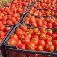 سرکارگرجهت کارکشاورزی