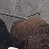 فروش بره