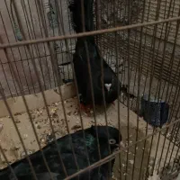 کبوتر|پرنده|بندر گناوه, |دیوار