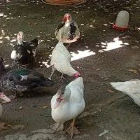 اردک اسراییلی ومرغ تخمگذار