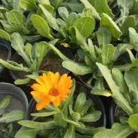 گل همیشه بهار گازانیا میمون