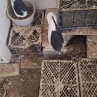 چپ سیاه میزون