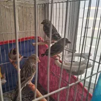 جوجه سهره قناری