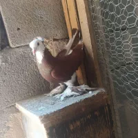 یک جفت پاپر