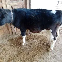 گاو و گوساله