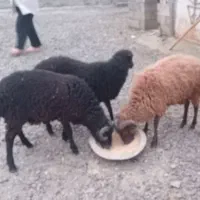 گوسفند فروشی