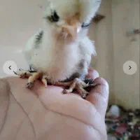 جوجه برهما وانواع جوجه ها زیر قیمت