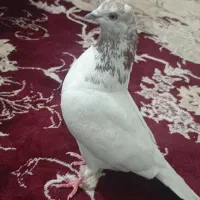 محمد محمدی