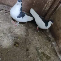 یک طوقی گمشده