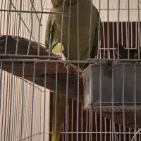 شاه طوطی ماده