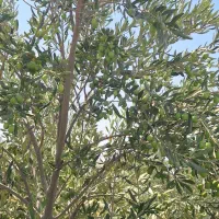 زیتون سبز