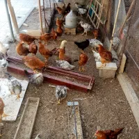 فروش جوجه