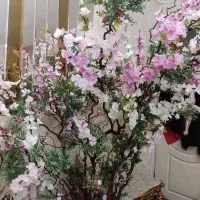 درختچه شکوفه