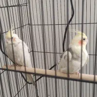 عروس هلندی مولد