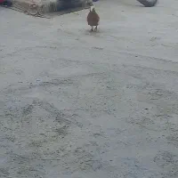 کبوتر