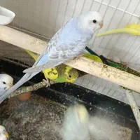 ۹ عدد مرغ عشق با قفس و دان خوری