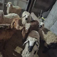 بره ۵ عدد نر  ۳۰ کیلویی کیلو ۷۰۰