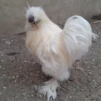 خروس ابریشمی