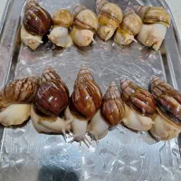 حلزون درمانی