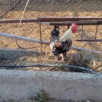 تعدادی مرغ و یک خروس زینتی کاکلی تخم گذار