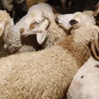 بره نر شیر