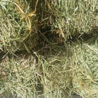 یونجه|لوازم جانبی حیوانات|ارسنجان, |دیوار