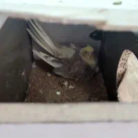 عروس هلندی جفت