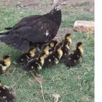 سلام جوجه اردک اسرائیلی ۲۰ روز  سالم