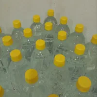 گلاب خانگی