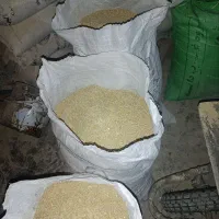 ته دان مرغداری