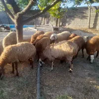 ۱۰ عدد میش درجه یک