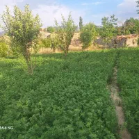 زمین سنددار 1400متری روستای خبر بافت
