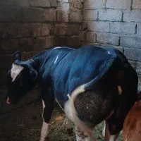 گوساله بلژیکی