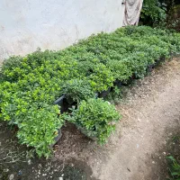 پیتسپروم جعبه۳۵