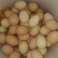 تخم مرغ محلی