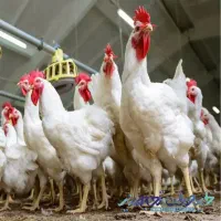 مرغ خونی برای ذبح همراه با دعای چشم زخم و ماه صفر
