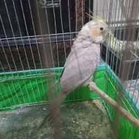 جوجه عروس هلندی از پدر سخنگو