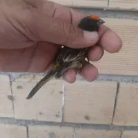 گلبسر