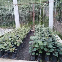 نهال کیوی