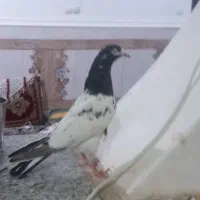کبوتر نر و ماده