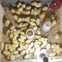 جوجه مرغ گوشتی تیز 8 روزه