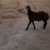 قوچ