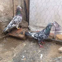 کبوتر هفرنگ آس خطی لک دار|پرنده|قزوین, |دیوار