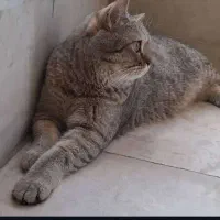 واگذاری رایگان گربه